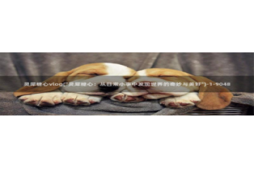 糖心vlog 包子：灵犀糖心vlog(\